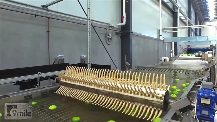 GREEFA - 9Mile orchards - GeoSort 6 presorting line for apples in Australia