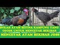 INILAH AYAM BETINA KAMPUNG YANG COCOK UNTUK MENCETAK BEKISAR