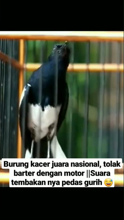Burung kacer juara nasional, tolak barter dengan motor || Suara tembakan nya pedas.