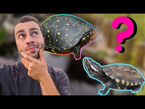 Pet Turtles That Stay SMALL!