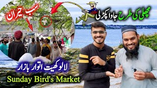 Birds market lalukhet sunday video 2024 latest update in Urdu Hindi | Java Sparrow Budgies Dove Bird