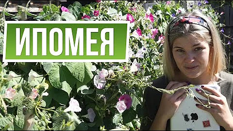 Ипомея посадки и уход ✿