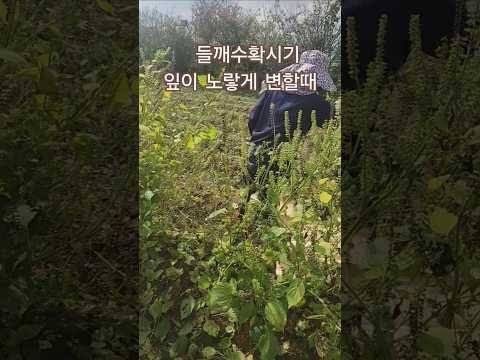 들깨수확시기 잎이노랗게 변할때 #들깨수확시기 #들깨농사 #들깨