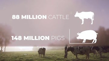 What does the EU do for animal welfare?