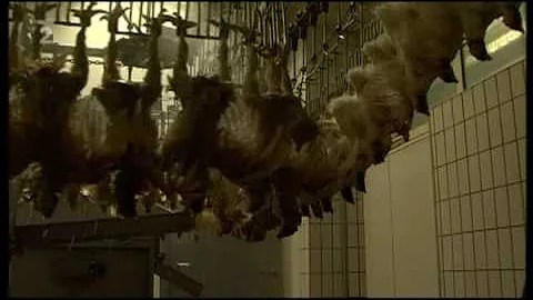 Jak se zabíjí zvířata?