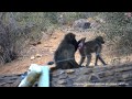 Дикая природа Африки 2017 Бабуины ищут блох перед совокуплением Baboons before copulation :)