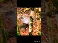 #hunting boar hunting trading   best video #hunting