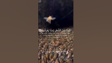 ما شاء الله تبارك الله تلاوة خاشعة رائعة تريح القلب@مجيدوchanel