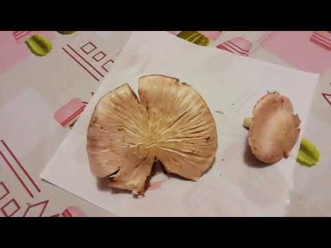 NW EDU: sporata in massa dei funghi 🤗🍄 - semplice esperimento-