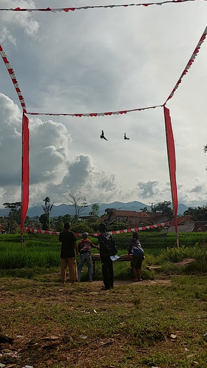 PB Unhild Vs Dukun #pigeon #merpati #merpatikolongmeja #pmtinasional #merpatikolong #fypシ