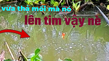 Câu theo những đầu đập lục bình chết, cá thác lát ở rất nhiều#caucahocmon