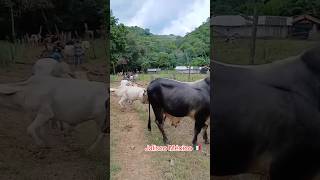 Llano del oro Jalisco México #rancho #jalisco #mexico #ganado