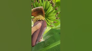 Bẻ bắp chuối   #bienfarm #farming