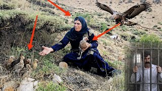 🐤🦅Fatima crosses the Zagros Mountains to find a hen with chicks.