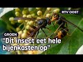 Hoe vang je een Aziatische hoornaar? | Oost