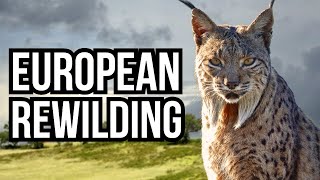 5 Ongoing European Rewilding And Reintroduction Projects