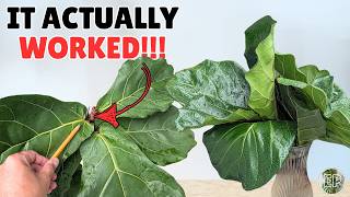 I cut off the tops of my fiddle leaf fig and this happened