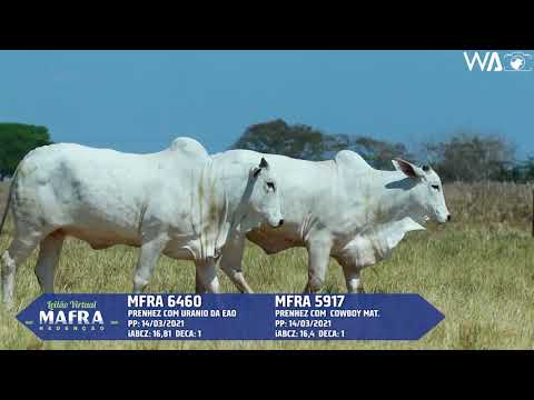 LOTE 27   MFRA 6460, 5917