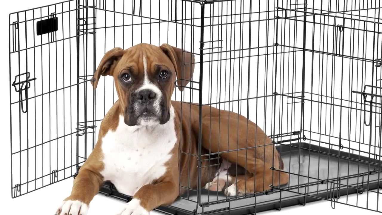 precision pet products dog crate