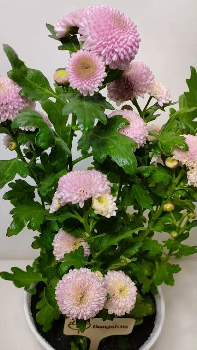 Bunga Aster Pompom Pink
