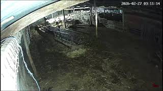 Κουκουλοφόροι κλέβουν αρνιά από στάνη στην Βόλβη Θεσσαλονίκης 4