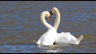 Cygnes  Accouplement, Bataille, Cygneaux Swans Mating, Battle, Cygnets.