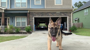 iPhone Xs Max with Zhiyun Smooth 4 (4K 60fps)