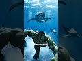 Spiral Teeth Shark Attacks Hulk 😱 Helicoprion Prehistoric Monster