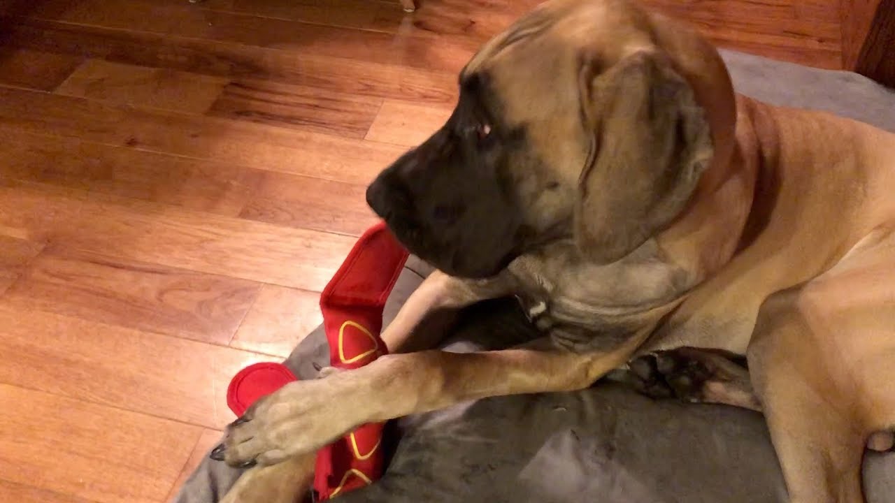 Indestructible Toys For Great Danes Wow Blog