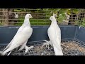 Голуби Tauben Pigeons  Чернаносые Таджикские