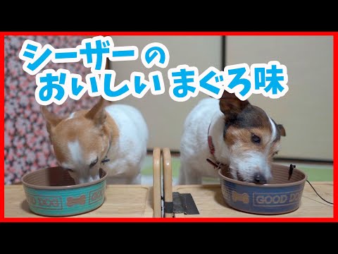 シーザー おいしい まぐろ味を食べたジャックラッセルテリア