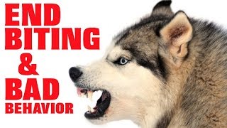 Easily STOP Husky Aggression, Biting, Nipping And More! (Works For All Breeds) screenshot 5