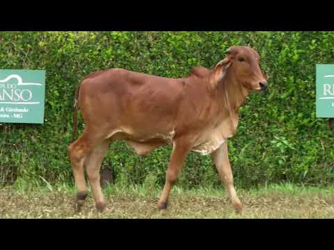 LOTE 23   FAZENDAS UNIDAS ITA   APIG 237   FAZENDA REMANSO