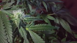 Lemon OG week 6 18 older