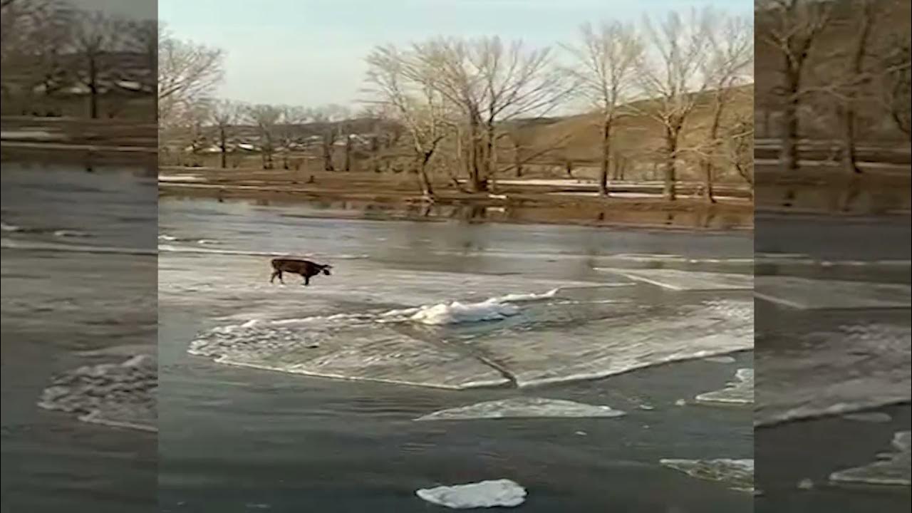 Киренск наводнение 2001. Наводнение. Половодье видео. Паводок в ухте. Наводнение миссисипи 2020.