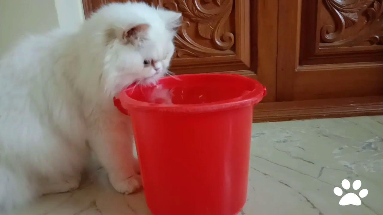 Why Do My Cats Drink So Much Of Water. YouTube