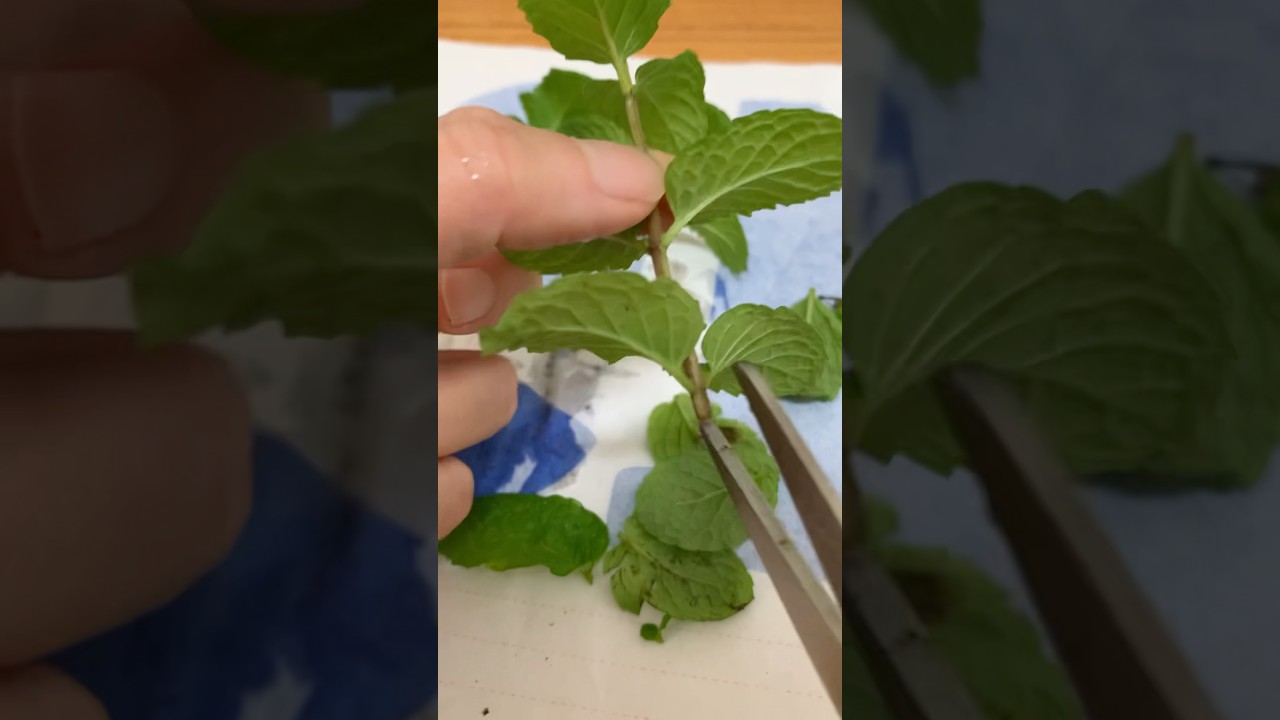 修剪薄荷