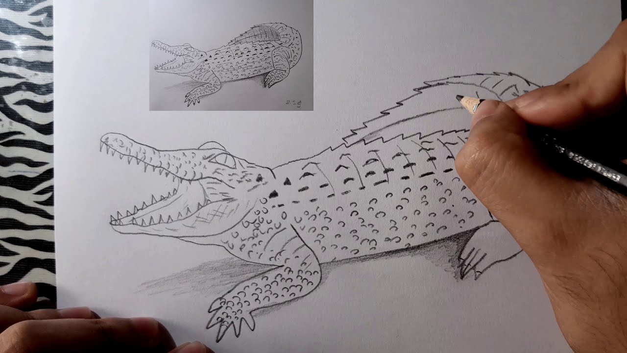 ¿Cómo dibujar un COCODRILO? How to draw a CROCODILE? YouTube