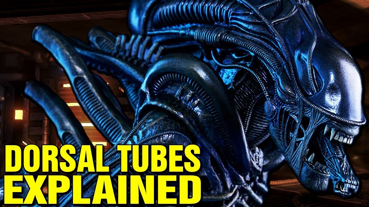 Alien Xenomorph Biology Explained vrogue.co