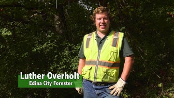 Buckthorn Removal Instructional Video