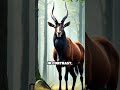 Saola vs Giant Sable: Rare Giants Clash!