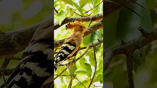 bird name ka hai #shortsfeed #shorts #shortvideo #viralshorts #viralvideo #viral #animals #ai #birds
