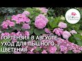 ГОРТЕНЗИЯ В АВГУСТЕ. УХОД ДЛЯ ПЫШНОГО ЦВЕТЕНИЯ