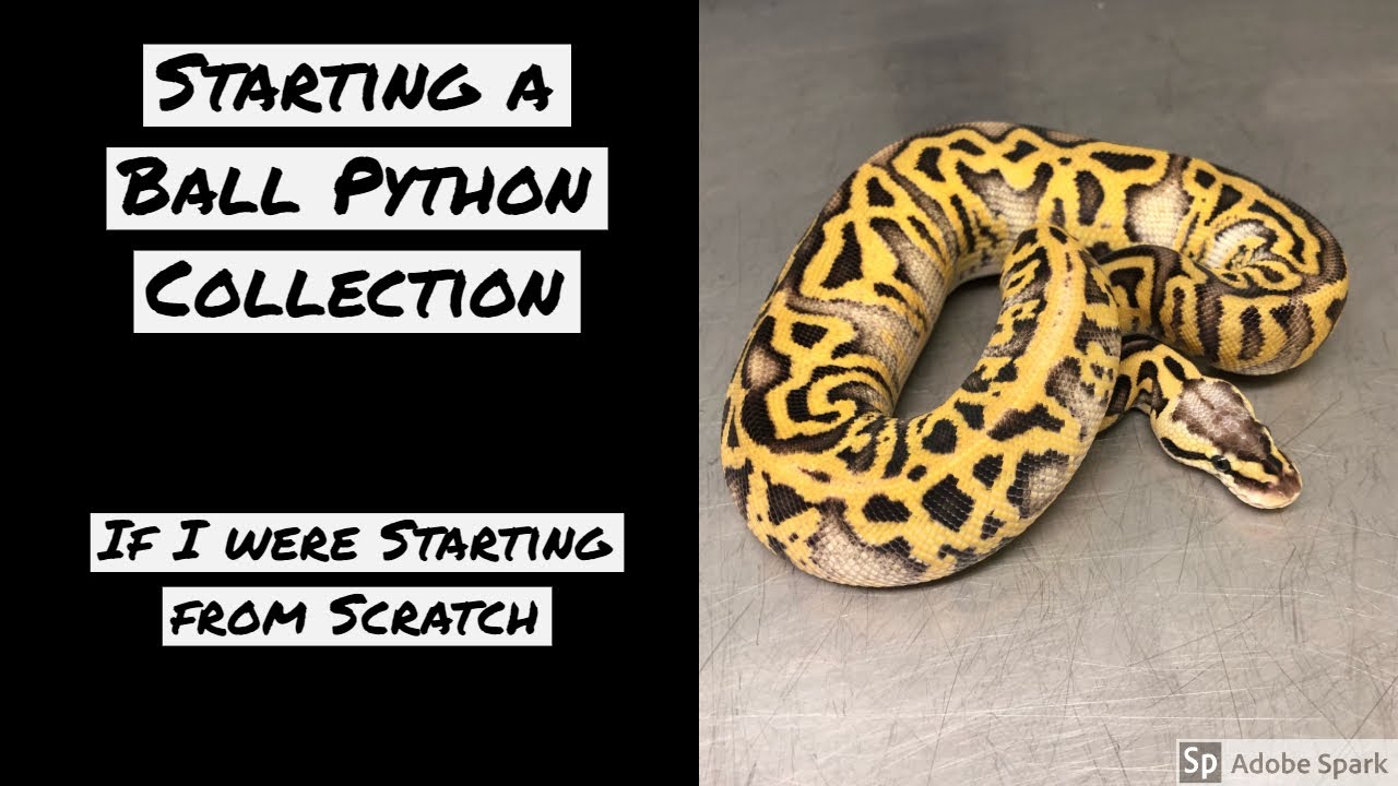 Starting your Ball Python Collection from SCRATCH - VLOG 5 - YouTube