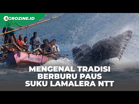 Video: Haruskah perburuan paus dilarang?