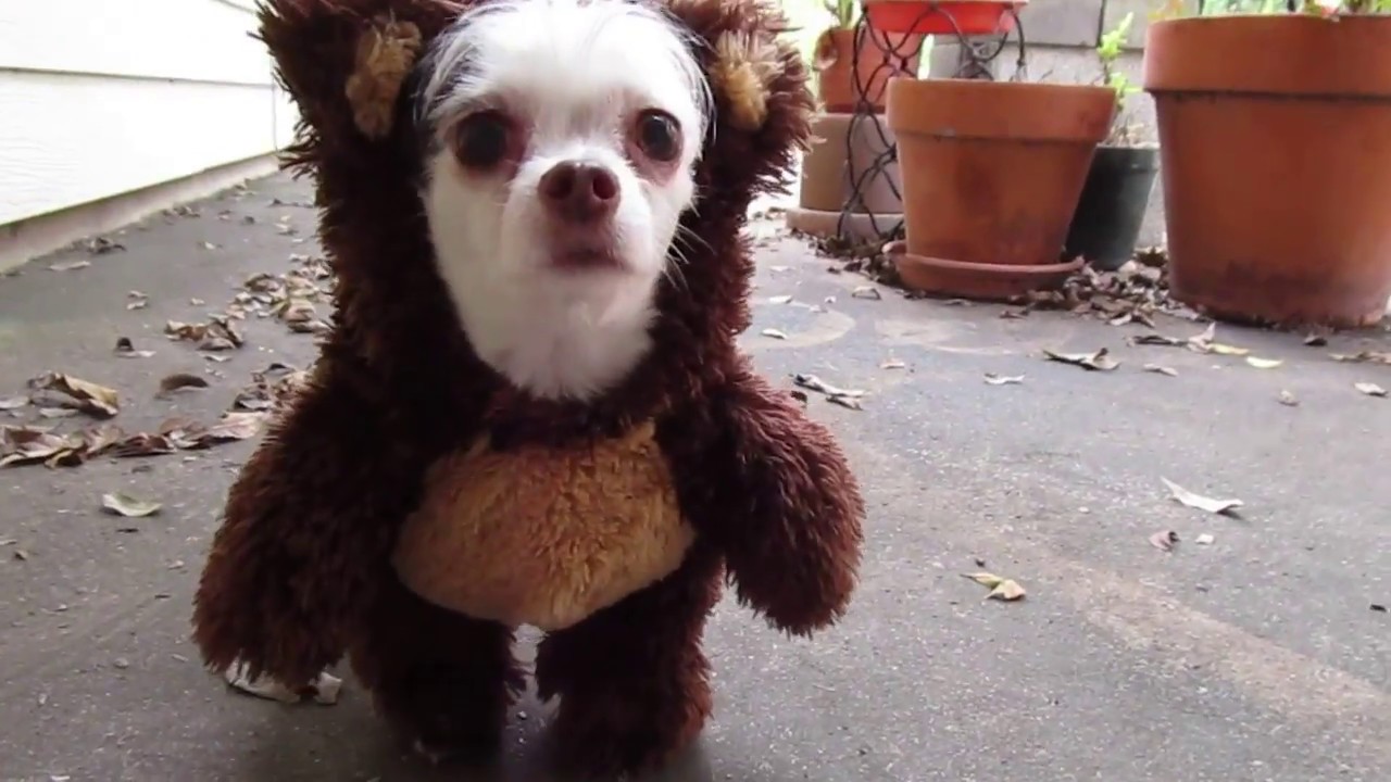 Cutest Dog In Bear Costume YouTube