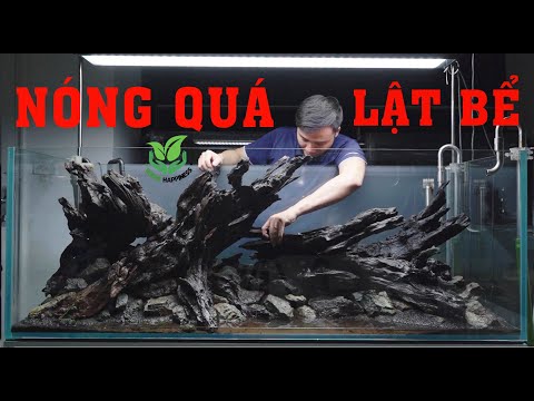 Video KÝ SỰ LẬT BỂ thủy sinh 1m5 mùa nóng! - youtube