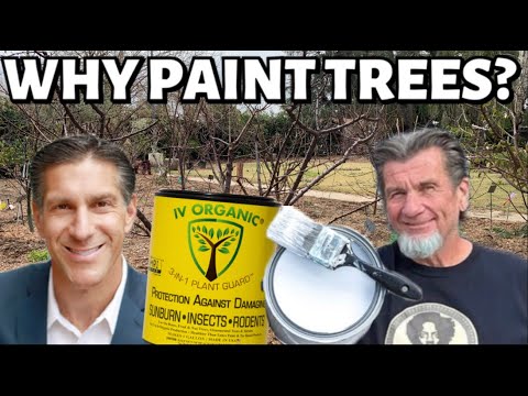 Video: Whitewashing Of Fruit Trees