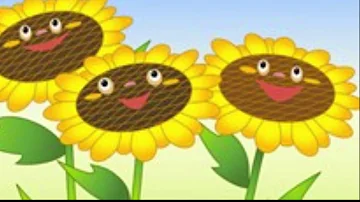 Come concimare i girasoli?