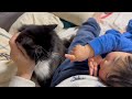 抱きつき甘える猫と2歳児に寄り添う猫　ノルウェージャンフォレストキャット　ラガマフィンA hugging cat and a cuddling cat.